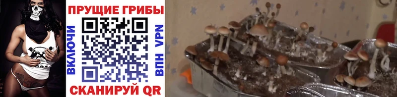 Псилоцибиновые грибы Psilocybe  Чадан 